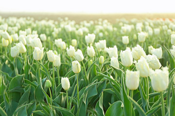 Field of beautiful blooming tulips