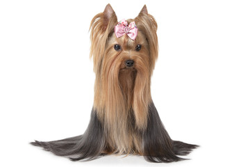 Two years old Yorkshire terrier dog - Powered by Adobe