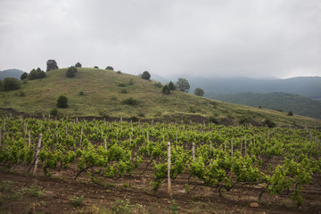 Vineyard. Grape trees farm.