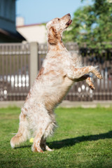 english setter dog jumps up