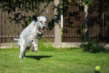 Fototapeta premium english setter dog playing outdoors