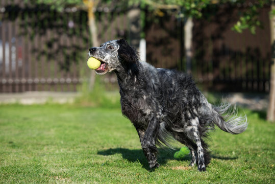 English Setter Dog Running Outdoors