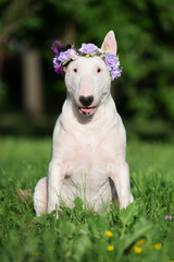 english bull terrier dog in a flower crown