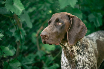 German pointer dog portrait. Hunting dog posing outdoor.