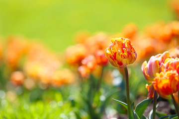Beautiful tulips in botanical garden