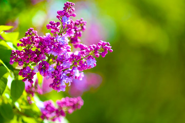 Obraz premium Blooming lilac branch on unfocused background