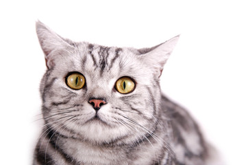 Getigerte British Kurzhaar Katze