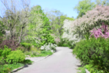 Green bushes and trees in botanical garden, unfocused