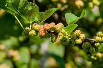 berry, mulberry branch