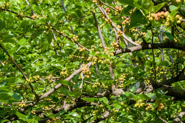 berry, mulberry branch
