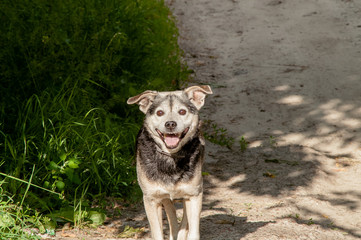 stray dog forest