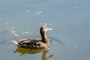 duck, ducklings wildlife