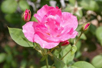 One pink decorative rose