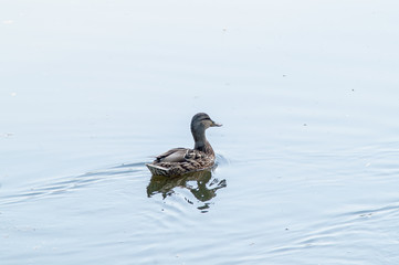 duck, ducklings wildlife