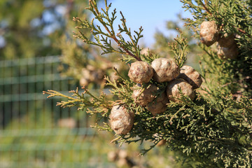 Ripe round cypress cones on tree