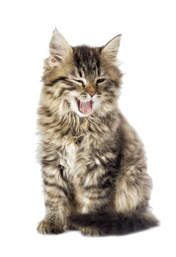 Gray Kitten Yawning