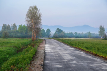 Fototapeta premium Foggy morning in meadow