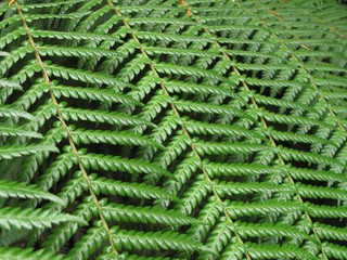 fern leaf texture background pattern