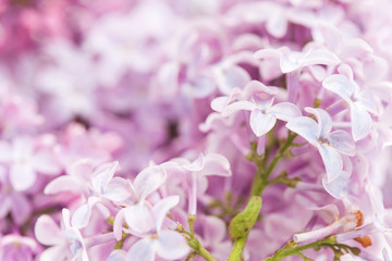 Fototapeta na wymiar branch of lilac, macro closeup photo