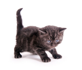 Kleines, schwarzes BKH Katzenbaby