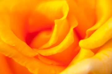 Yellow rose petals blur background