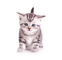Fototapeta na wymiar Kleine, graue Babykatze, frontal