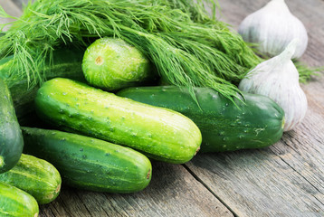 Farm organic cucumbers and fresh dill.