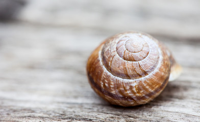 snail shell on wood plank background
