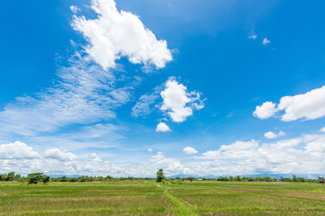 Fototapeta na wymiar Rice Fields before farming with blue sky
