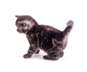Fototapeta premium Süße, kleine Babykatze
