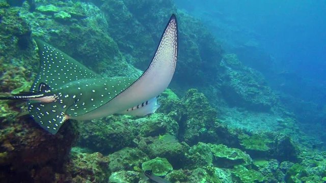 Spotted eagle ray (Aetobatis narinari) stingray swims over deep, rocky reef in Caribbean Cocos Costa Rica. Underwater landscape, canyons, caves. Amazing array of marine life ready for exploration
