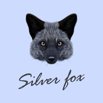 Vector Illustrated Portrait of Silver fox.