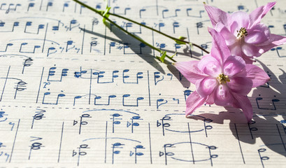 Altes handgeschriebenes Notenblatt mit rosa Akelei Blüten (Aquilegia), Hintergrund, Textur