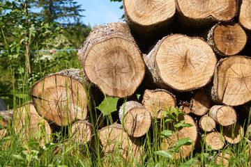 Close up view of a pile of cut tree aspen trunks stacked up in a pile on green grass.