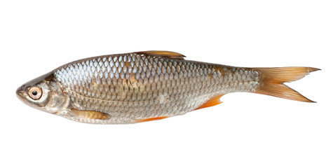 Roach fish