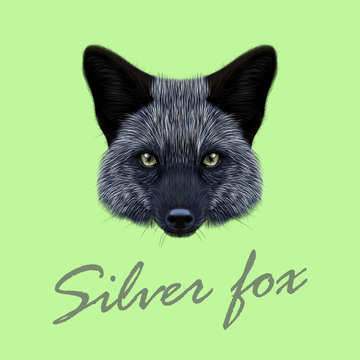 Vector Illustrated Portrait of Silver fox.