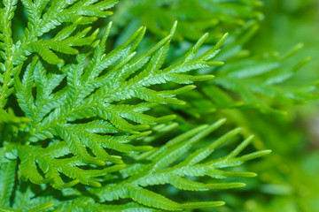 Fresh green leaves of fern