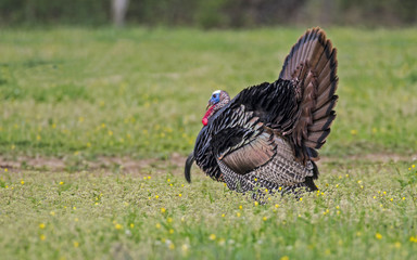 Wild Turkey facing left in field of green grass. - 112645562