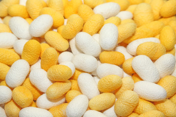 cocoon silkworm many silk worm yellow white