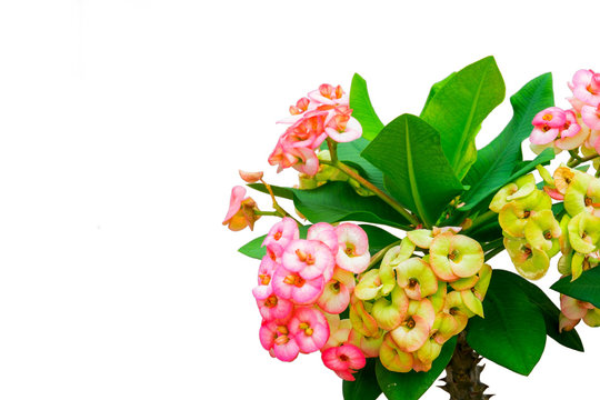 Isolated euphobia flowers