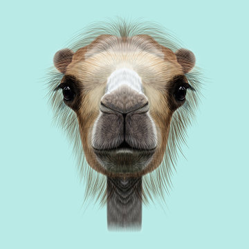Illustrated Portrait of Camel.