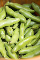 採れたてのそら豆