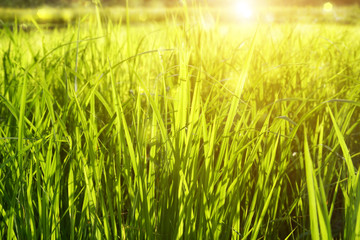 Rice field with sunlight.