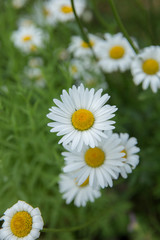 ヒナギク（デイジー）