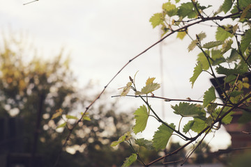 Closeup of young grape leaves