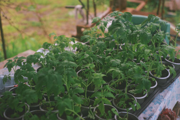 Fototapeta na wymiar Prepared for planting seedlings of tomatoes.