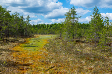 Colorful bog landscape 