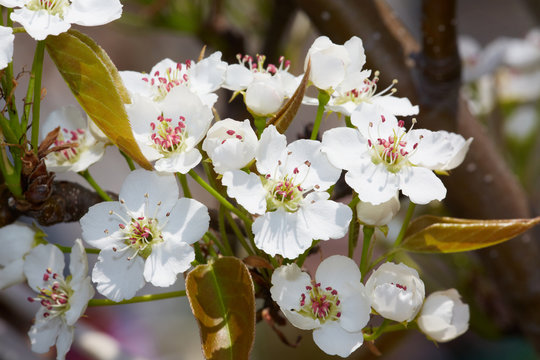 Pear-tree blossom.