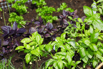 Parsley and basil  in the garden.