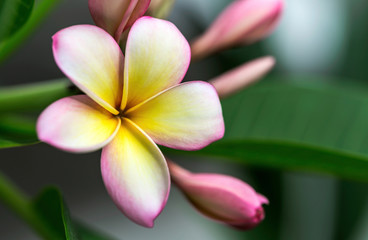 Obraz premium Plumeria or frangipani flower, Tropical flower.
